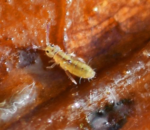 Isotomurus palustris